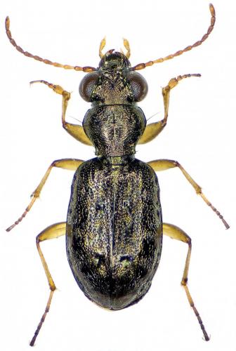 Réf. 203 080 : Asaphidion austriacum